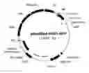 Fig. 01 - PROMOTER, PROMOTER CONTROL ELEMENTS, AND COMBINATIONS, AND USES THEREOF