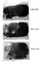 Fig. 07 - Slug for industrial ballistic tool