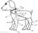 Fig. 01 - Wound care system for pets