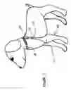 Fig. 04 - Wound care system for pets