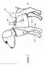 Fig. 11 - Wound care system for pets