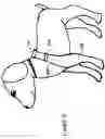 Fig. 13 - Wound care system for pets