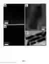 Fig. 06 - COMPOSITE NANORODS WITH DISTINCT REGIONS