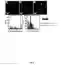 Fig. 07 - COMPOSITE NANORODS WITH DISTINCT REGIONS