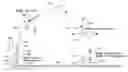 Fig. 01 - Sea landing of space launch vehicles and associated systems and methods