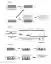 Fig. 02 - METHOD FOR PRODUCING A LAMINATED BODY HAVING Al-BASED GROUP-III NITRIDE SINGLE CRYSTAL LAYER, LAMINATED BODY PRODUCED BY THE METHOD, METHOD FOR PRODUCING Al-BASED GROUP-III NITRIDE SINGLE CRYSTAL SUBSTRATE EMPLOYING THE LAMINATED BODY, AND ALUMINUM NITRIDE SINGLE CRYSTAL SUBSTRATE