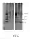 Fig. 07 - Identification of protective antigenic determinants of porcine reproductive and respiratory syndrome virus and uses thereof