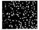 Fig. 01 - METHODS FOR IN VIVO IMAGING OF CELLS