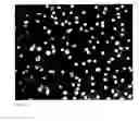 Fig. 03 - METHODS FOR IN VIVO IMAGING OF CELLS