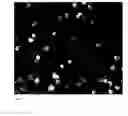 Fig. 05 - METHODS FOR IN VIVO IMAGING OF CELLS