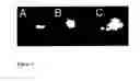 Fig. 10 - METHODS FOR IN VIVO IMAGING OF CELLS