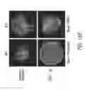 Fig. 35 - Mobilization of hematopoietic stem cells
