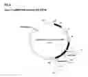 Fig. 03 - RECOMBINANT NEWCASTLE DISEASE VIRUS