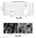 Fig. 10 - Use of Stem Cells to Reduce Leukocyte Extravasation