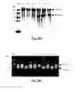 Fig. 28 - METHODS FOR TREATING CONDITIONS ASSOCIATED WITH MASP-2 DEPENDENT COMPLEMENT ACTIVATION