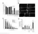 Fig. 06 - METHODS AND COMPOSITIONS FOR TREATING NEURONAL DAMAGE OR DEGENERATION