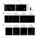 Fig. 08 - METHODS AND COMPOSITIONS FOR TREATING NEURONAL DAMAGE OR DEGENERATION