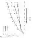 Fig. 02 - Methods and compositions involving PBEF inhibitors for lung inflammation conditions and diseases