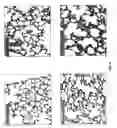 Fig. 07 - Methods and compositions involving PBEF inhibitors for lung inflammation conditions and diseases