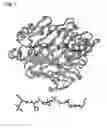 Fig. 02 - Self-assembling peptide nanoparticles useful as vaccines