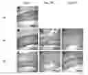 Fig. 01 - Silk Fibroin Hydrogels and Uses Thereof