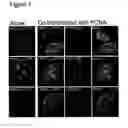 Fig. 02 - Oligopeptidic compounds and uses thereof
