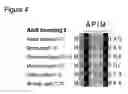 Fig. 05 - Oligopeptidic compounds and uses thereof