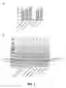 Fig. 02 - Red fluorescent proteins with enhanced bacterial expression, increased brightness and reduced aggregation