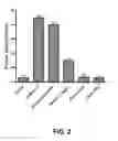 Fig. 03 - Red fluorescent proteins with enhanced bacterial expression, increased brightness and reduced aggregation