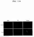 Fig. 03 - Screening method for damaged DNA repairing substance
