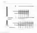 Fig. 08 - Method for detection of pneumococcus