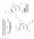 Fig. 02 - BACTERIAL LEADER SEQUENCES FOR INCREASED EXPRESSION