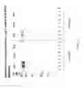 Fig. 09 - BACTERIAL LEADER SEQUENCES FOR INCREASED EXPRESSION