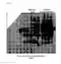 Fig. 06 - HYDROGENASE POLYPEPTIDE AND METHODS OF USE