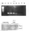 Fig. 06 - Reaction device, reaction method and method of synthesizing cDNA