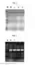 Fig. 02 - MUTANT DNA POLYMERASES AND THEIR GENES