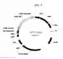 Fig. 06 - Glucoamylase variants with altered properties