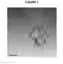 Fig. 02 - Carbon nanotube binding peptides