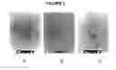 Fig. 03 - Carbon nanotube binding peptides