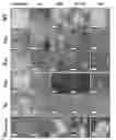Fig. 01 - Viruses lacking epithelial cell receptor entry