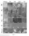 Fig. 07 - Viruses lacking epithelial cell receptor entry