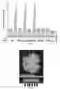 Fig. 09 - Viruses lacking epithelial cell receptor entry
