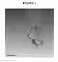 Fig. 02 - Carbon nanotube binding peptides