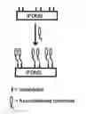 Fig. 01 - Light sensitive initiator integrated polydimethylsiloxane