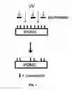 Fig. 02 - Light sensitive initiator integrated polydimethylsiloxane
