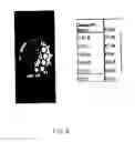 Fig. 09 - ULTRA-SMALL CHITOSAN NANOPARTICLES USEFUL AS BIOIMAGING AGENTS AND METHODS OF MAKING SAME