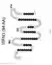 Fig. 06 - Universal fibronectin type III binding-domain libraries