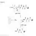 Fig. 83 - Non-natural peptides as models for the development of antibiotics
