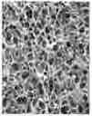 Fig. 01 - Method for preparing porous collagen matrices