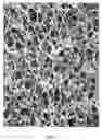 Fig. 02 - Method for preparing porous collagen matrices